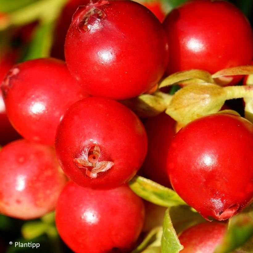 Rode bosbes Fireballs - Vaccinium vitis-idaea (Oogst)