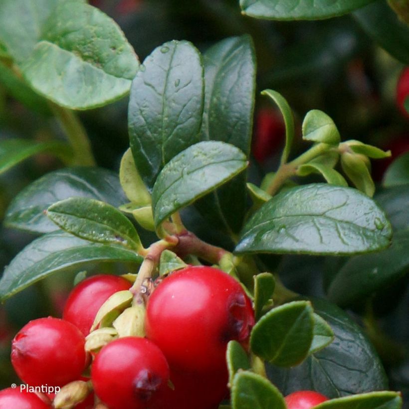 Rode bosbes Miss Cherry - Vaccinium vitis-idaea (Blad)