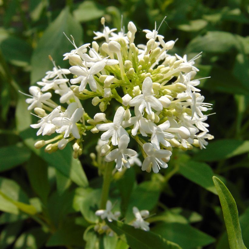 Centranthus ruber Albus - Witte valeriaan (Bloei)