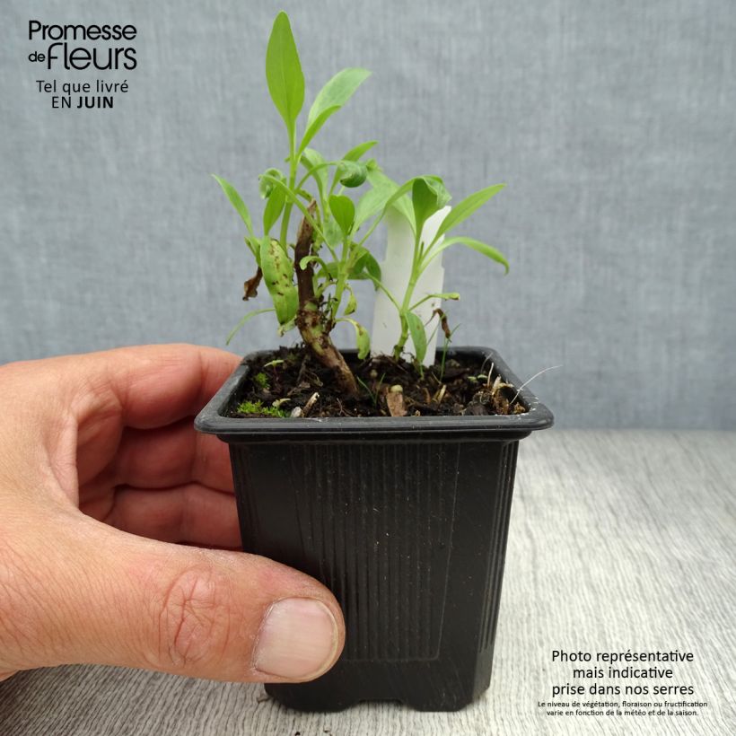 Exemplaar van Centranthus ruber Albus - Witte valeriaan Kweekpotje van 8/9 cm zoals geleverd in de zomer
