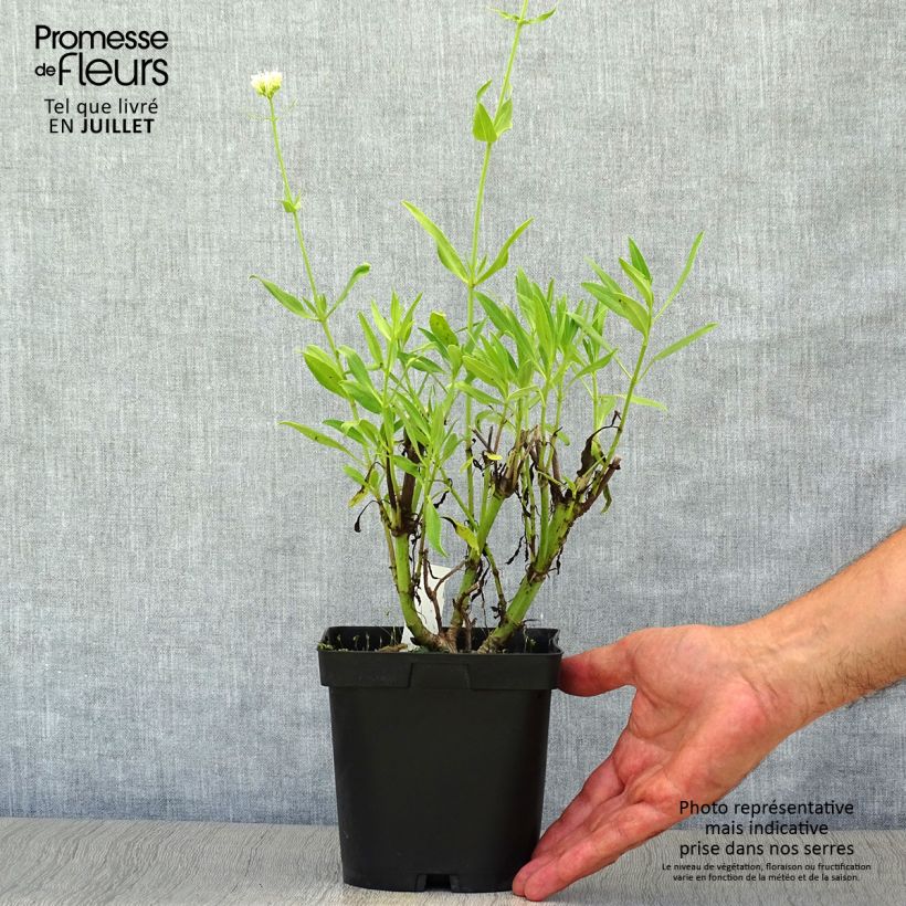 Exemplaar van Centranthus ruber Albus - Witte valeriaan Pot van 2 l/3 l zoals geleverd in de zomer