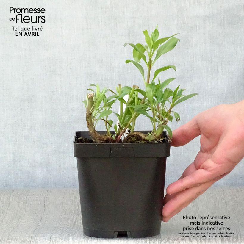 Exemplaar van Centranthus ruber - Rode valeriaan Pot van 2 l/3 l zoals geleverd in de lente