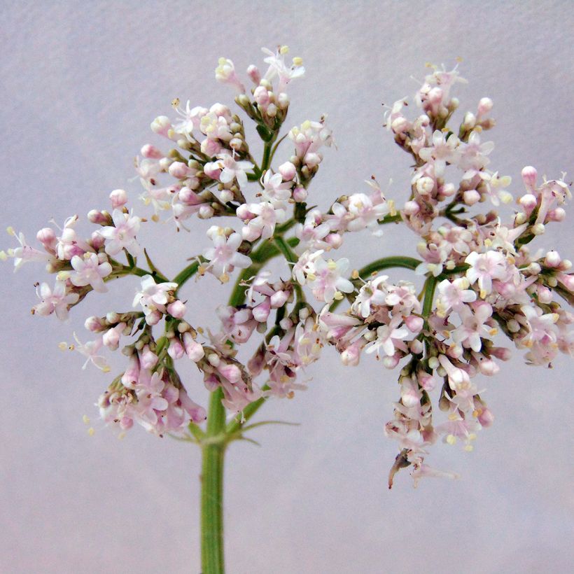 Valeriana officinalis - Echte valeriaan (Bloei)