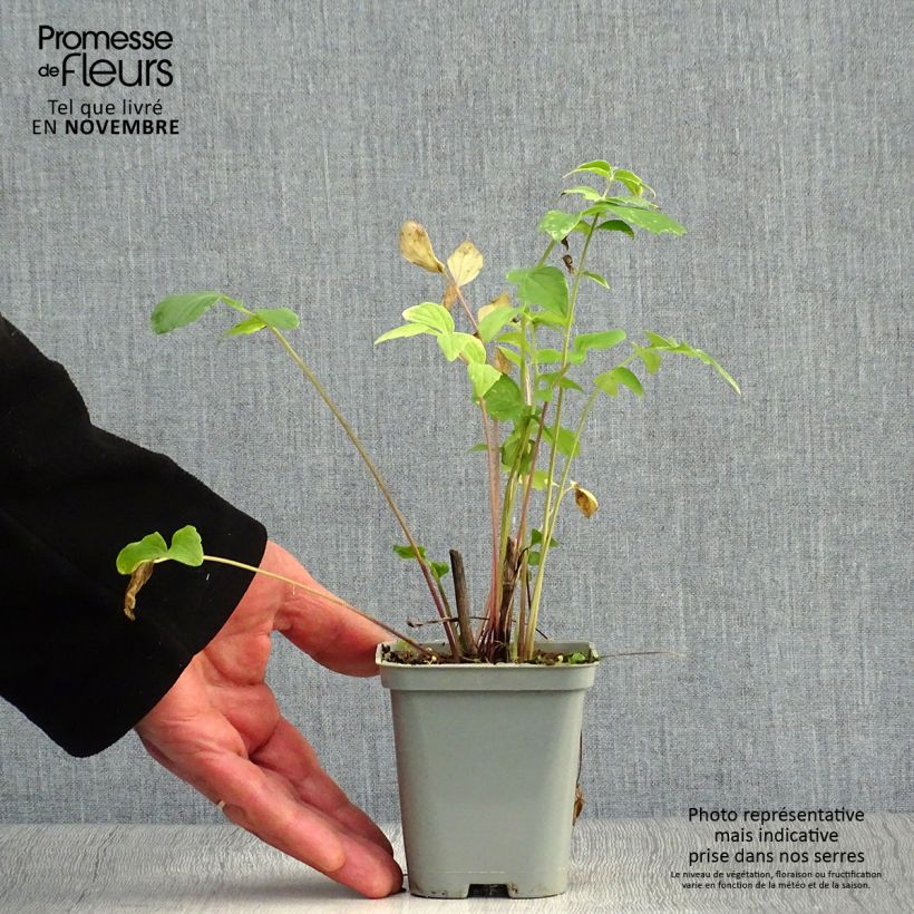 Exemplaar van Valeriana officinalis - Echte valeriaan Kweekpotje van 8/9 cm zoals geleverd in de herfst