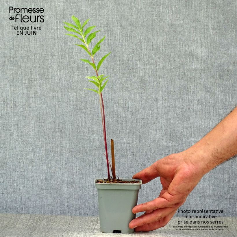 Exemplaar van Valeriana officinalis - Echte valeriaan Kweekpotje van 8/9 cm zoals geleverd in de zomer