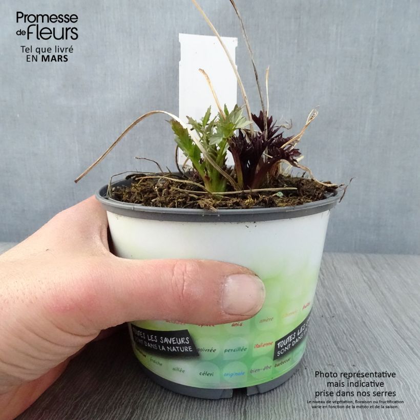 Exemplaar van Valeriana officinalis - Echte valeriaan Pot van 2 l/3 l zoals geleverd in de lente