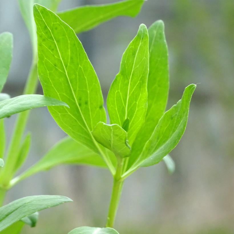 Centranthus ruber Coccineus - Rode valeriaan (Blad)
