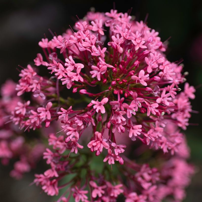 Centranthus ruber Coccineus - Rode valeriaan (Bloei)