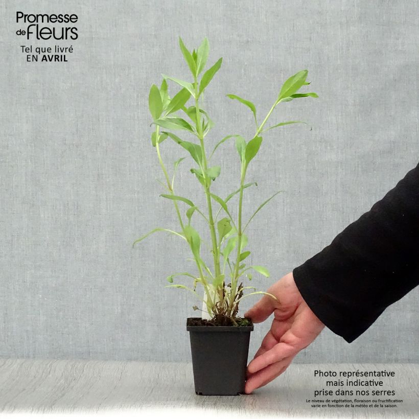 Exemplaar van Centranthus ruber Coccineus - Rode valeriaan Kweekpotje van 8/9 cm zoals geleverd in de lente