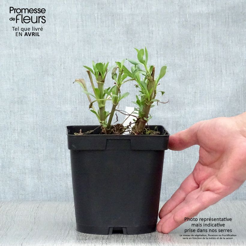 Exemplaar van Centranthus ruber Coccineus - Rode valeriaan Pot van 2 l/3 l zoals geleverd in de lente