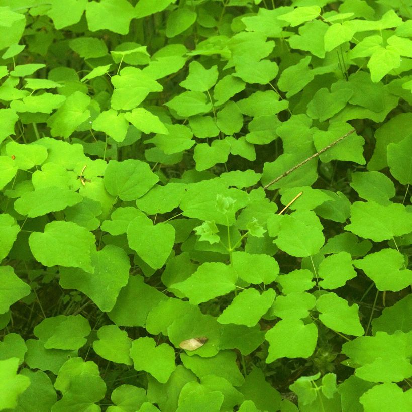 Vancouveria hexandra - Vancouveria (Blad)