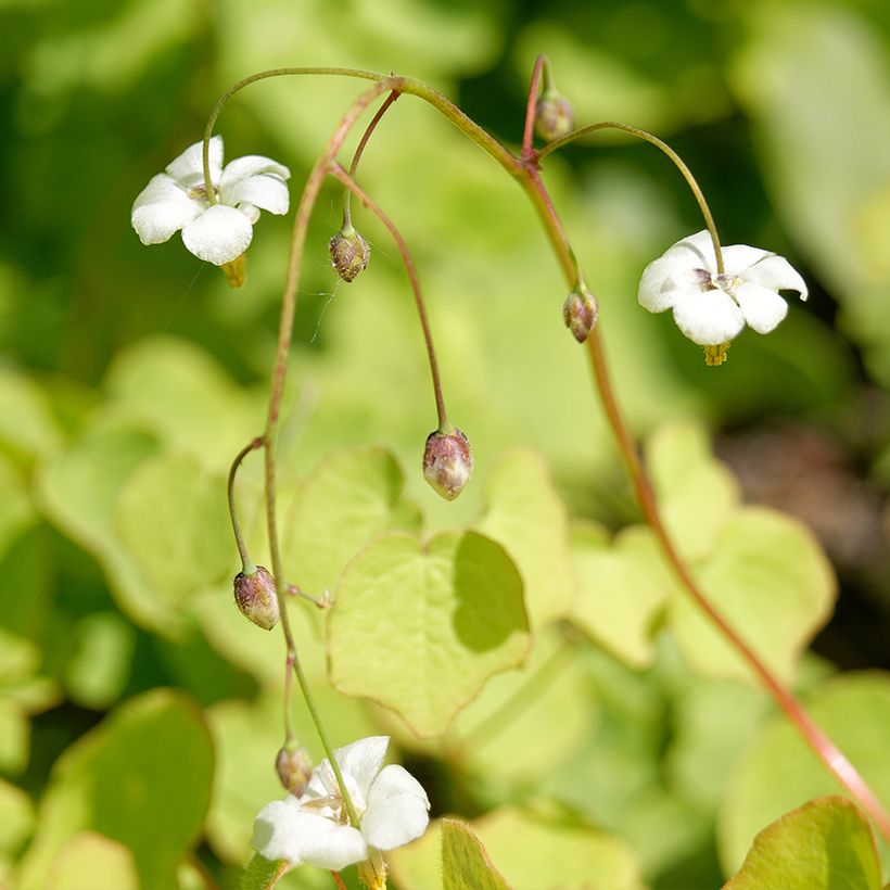 Vancouveria hexandra - Vancouveria (Bloei)