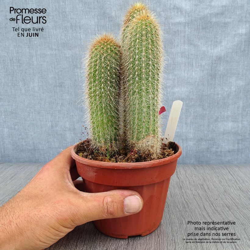 Exemplaar van Vatricania guentheri - Zuilcactus Pot van 12 cm / 13 cm zoals geleverd in de zomer