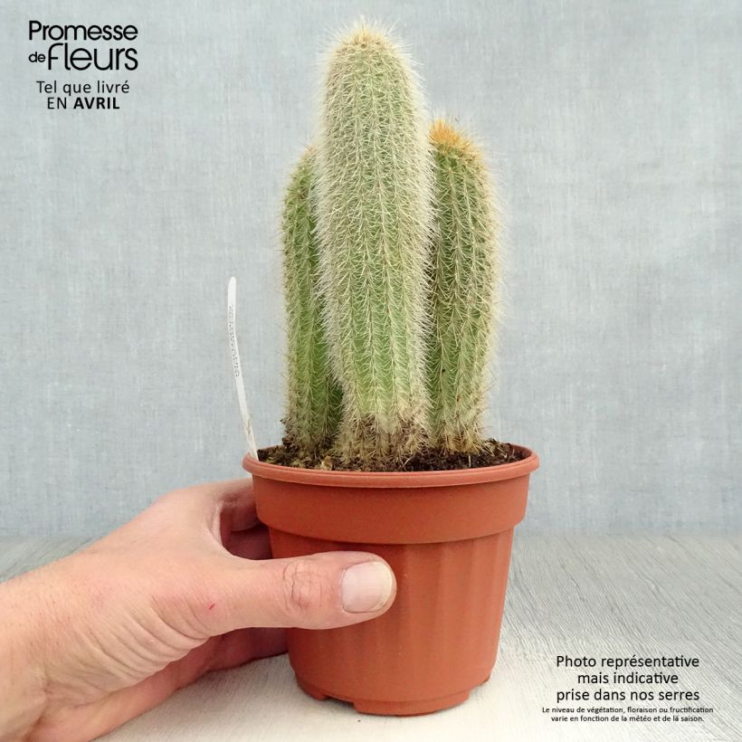 Exemplaar van Vatricania guentheri - Zuilcactus Pot van 12 cm / 13 cm zoals geleverd in de lente