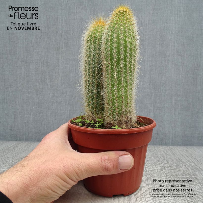 Exemplaar van Vatricania guentheri - Zuilcactus Pot van 12 cm / 13 cm zoals geleverd in de herfst