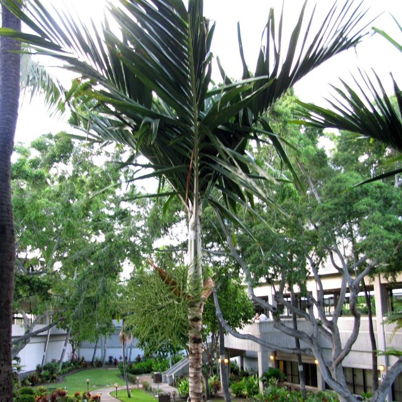 Veitchia joannis - Palmier des Fidji (Groeiplaats)