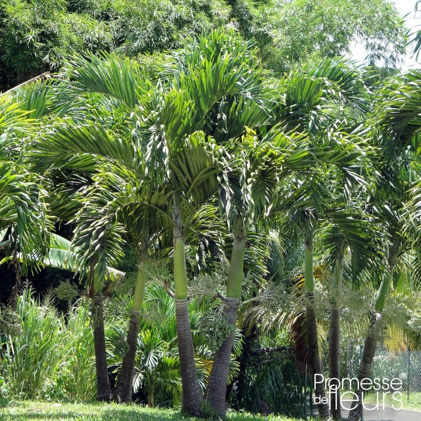 Veitchia merrillii - Kerstpalm (Plant habit)