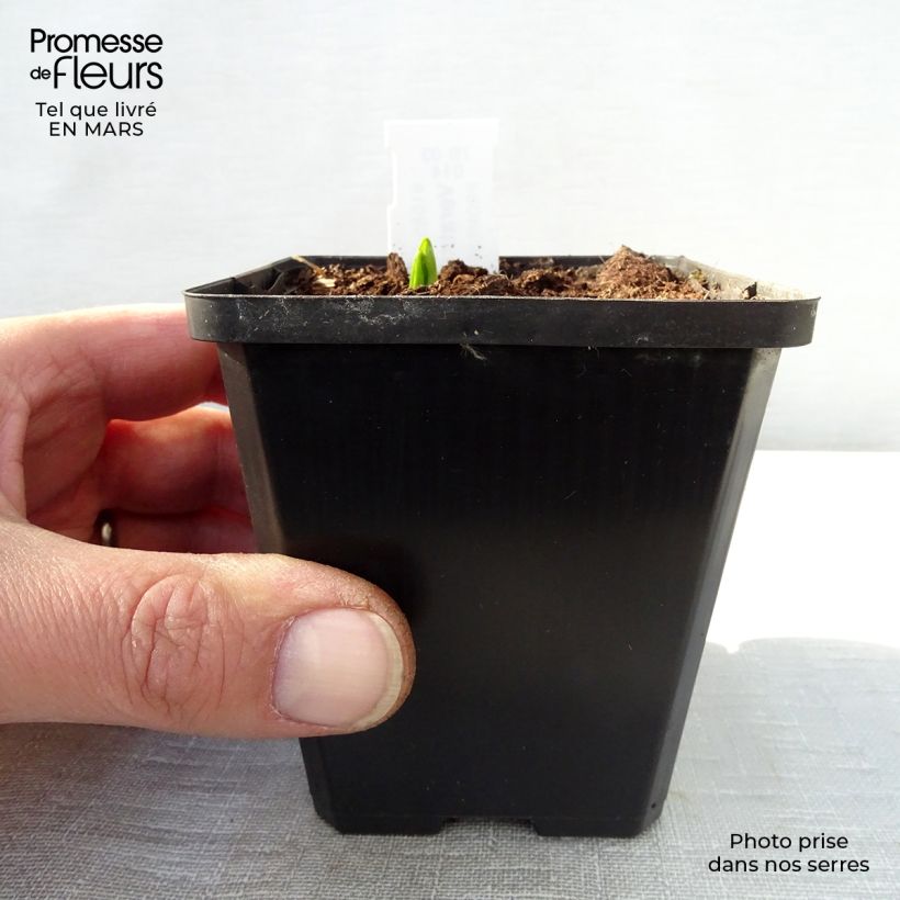 Exemplaar van Veratrum nigrum - Zwart nieswortel Kweekpotje van 8/9 cm zoals geleverd in de lente