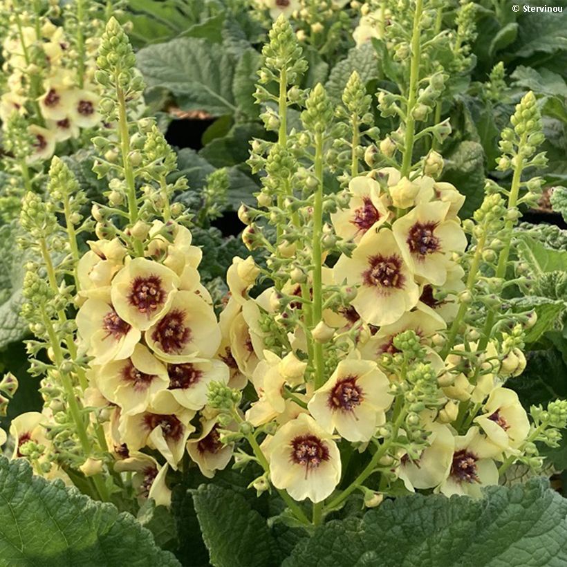 Verbascum Dark Eyes - Toorts (Bloei)
