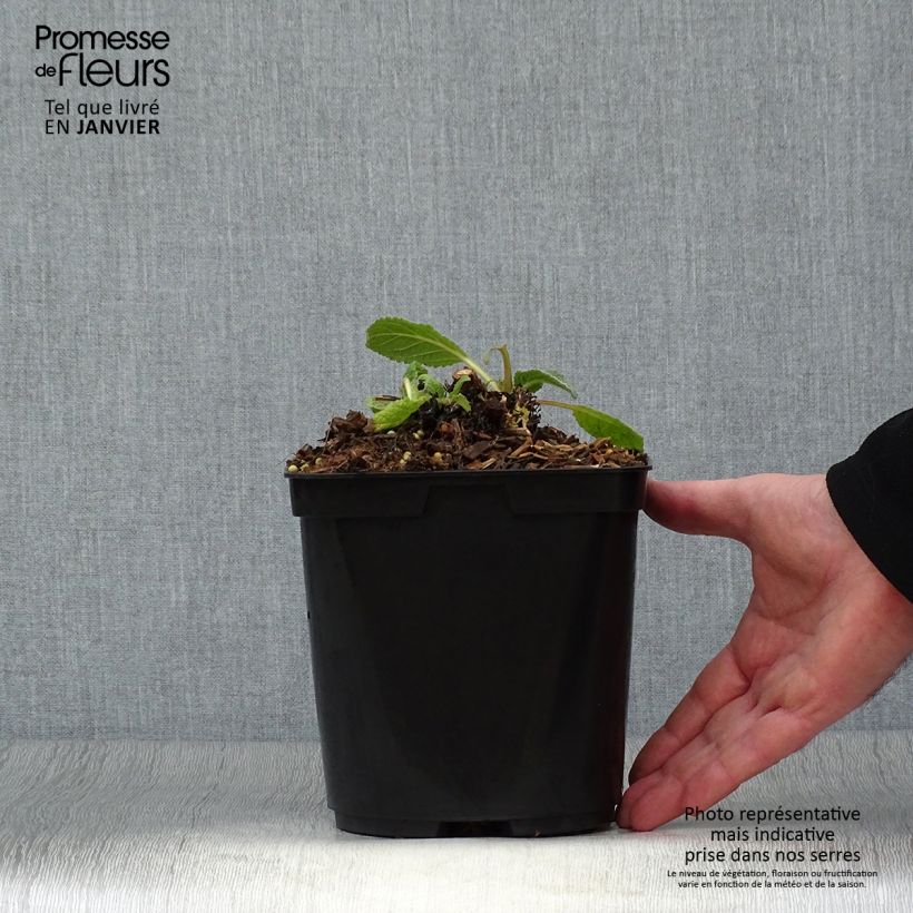 Exemplaar van Verbascum Dark Eyes - Toorts Pot van 2 l/3 l zoals geleverd in de winter