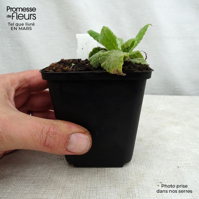 Example of Verbascum Gainsborough - Molène Kweekpotje van 8/9 cm as you get in printemps