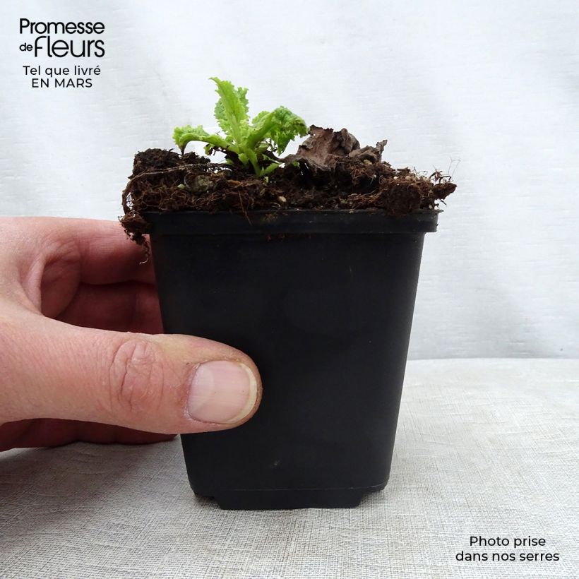 Exemplaar van Verbascum Cotswold Queen - Toorts Kweekpotje van 8/9 cm zoals geleverd in de lente