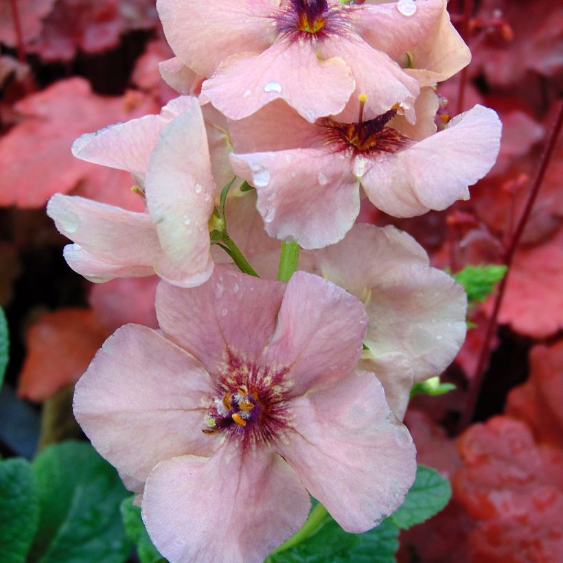 Verbascum Jackie - Toorts (Bloei)