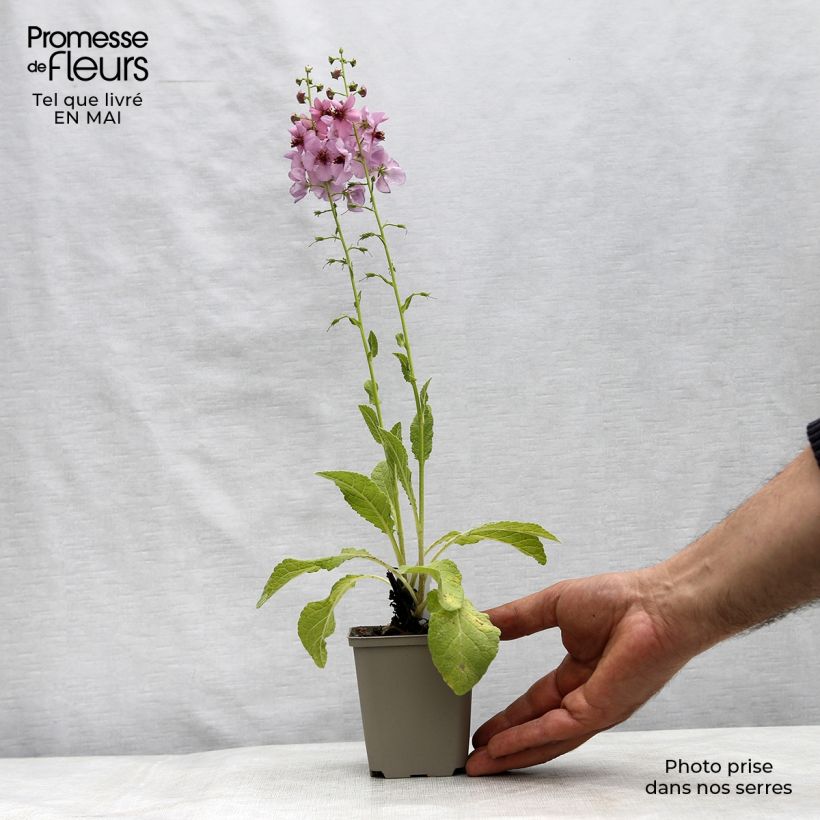 Exemplaar van Verbascum Rosie - Toorts Kweekpotje van 8/9 cm zoals geleverd in de lente