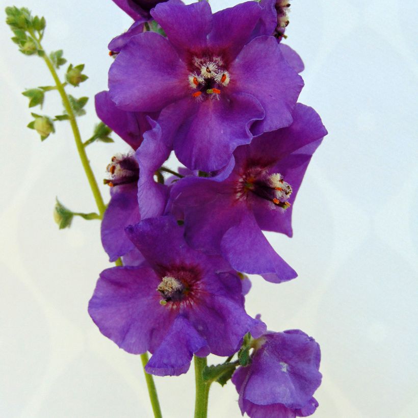 Verbascum Sugar Plum - Toorts (Bloei)