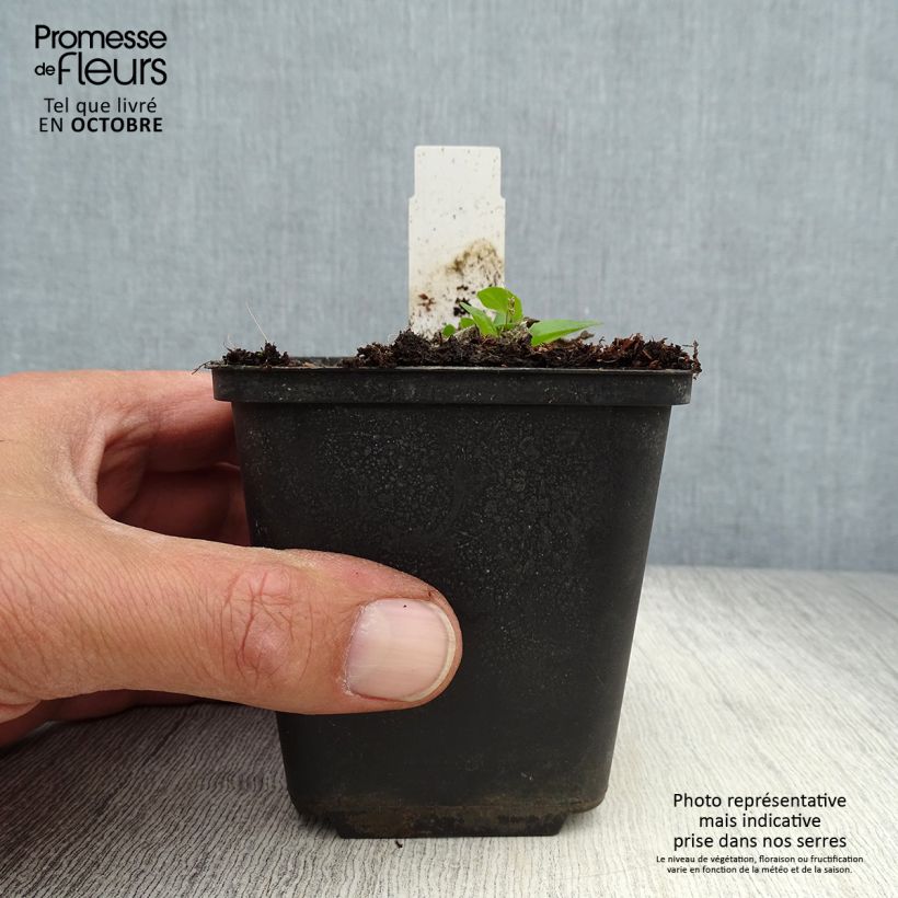 Exemplaar van Verbascum Sugar Plum - Toorts Kweekpotje van 8/9 cm zoals geleverd in de herfst