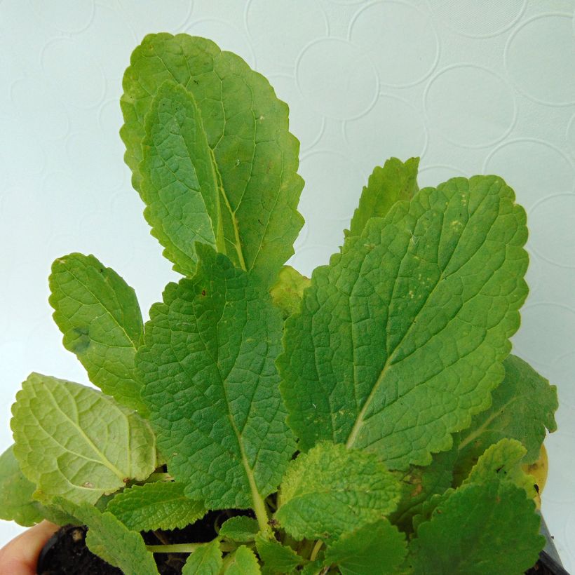 Verbascum x chaixii White Domino - Toorts (Blad)