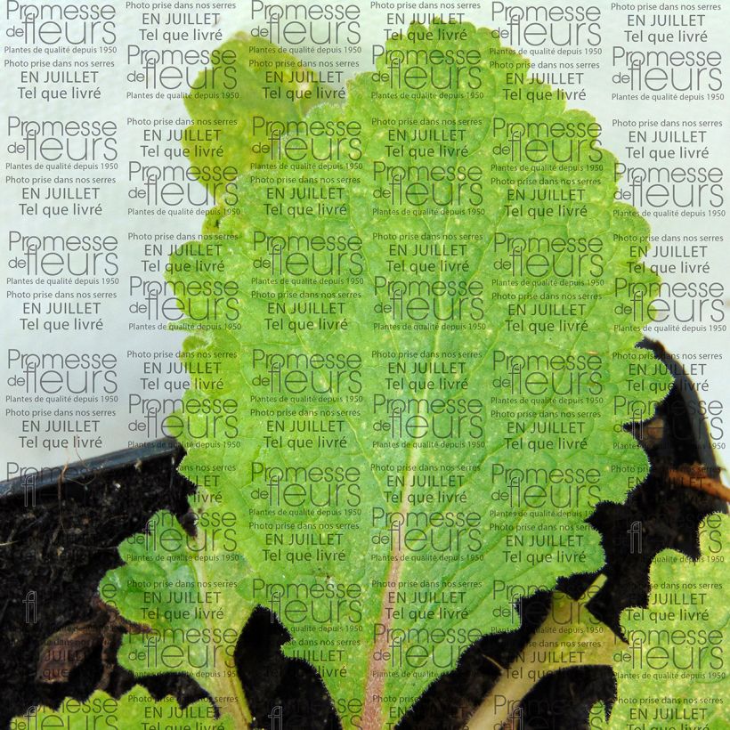 Verbascum Pink Domino - Toorts (Blad)