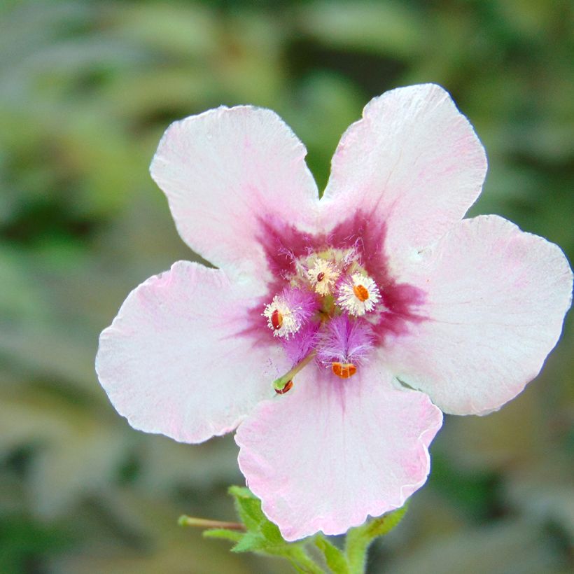 Verbascum Pink Domino - Toorts (Bloei)