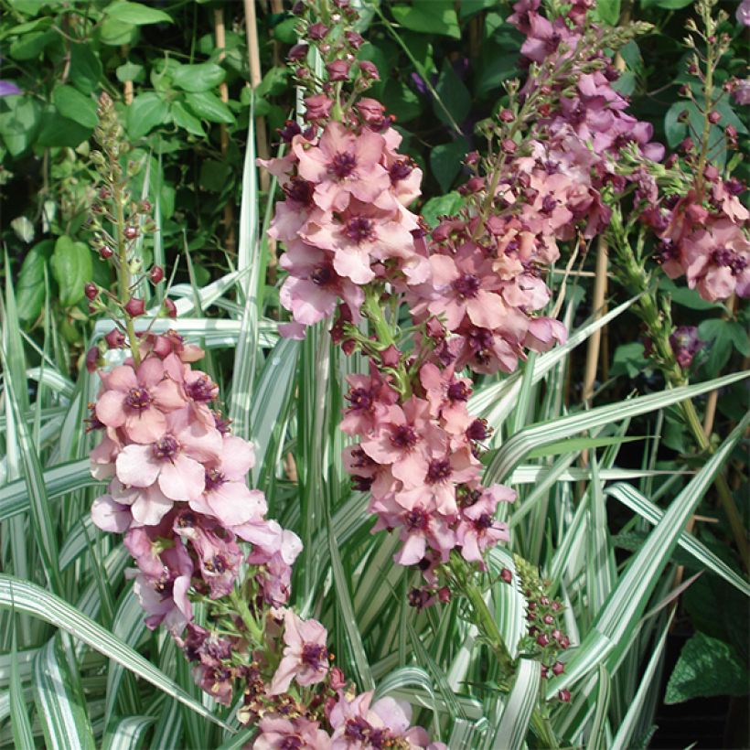 Verbascum Southern Charm - Toorts (Bloei)