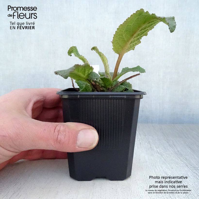 Exemplaar van Verbascum Southern Charm - Toorts Kweekpotje van 8/9 cm zoals geleverd in de winter