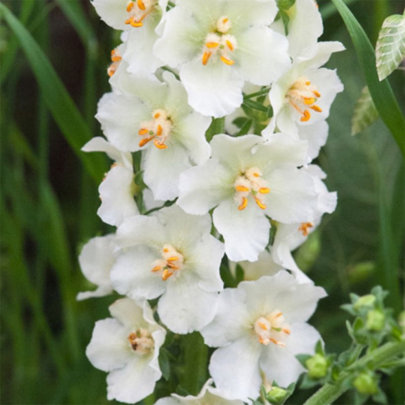 Verbascum phoeniceum Flush of White - Paarse toorts (Bloei)