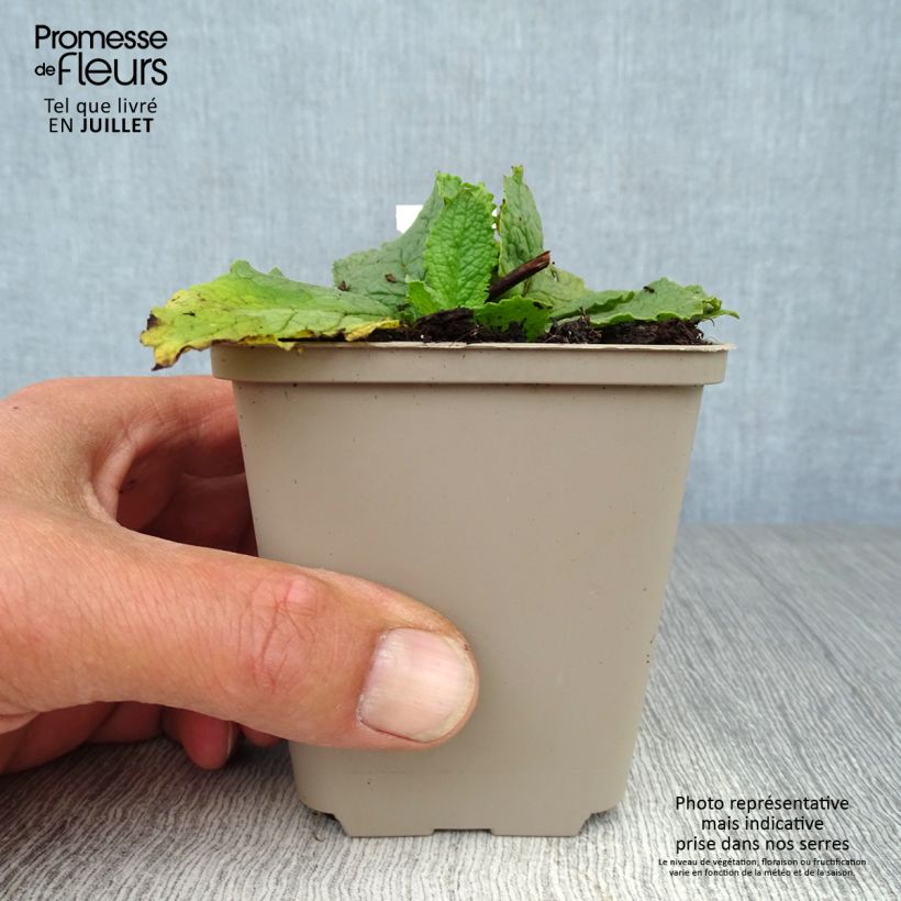 Exemplaar van Verbascum phoeniceum Flush of White - Paarse toorts Kweekpotje van 8/9 cm zoals geleverd in de zomer