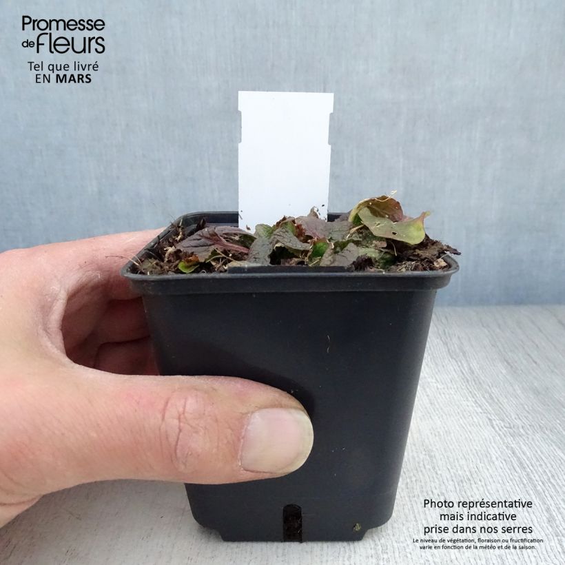 Exemplaar van Verbascum phoeniceum Violetta - Paarse toorts Kweekpotje van 8/9 cm zoals geleverd in de lente