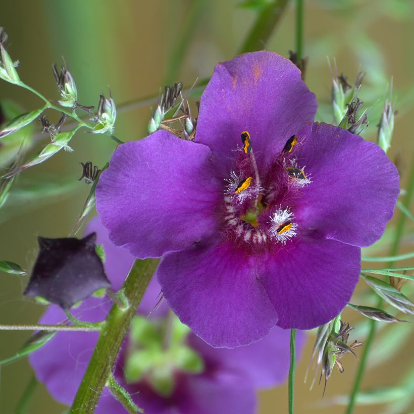 Verbascum phoeniceum Violetta - Paarse toorts (Bloei)
