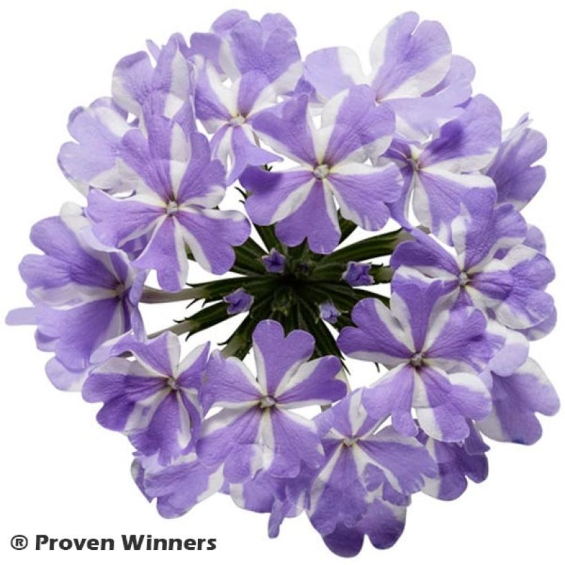 Verbena Virgo Lavender Star - Hangverbena (Bloei)