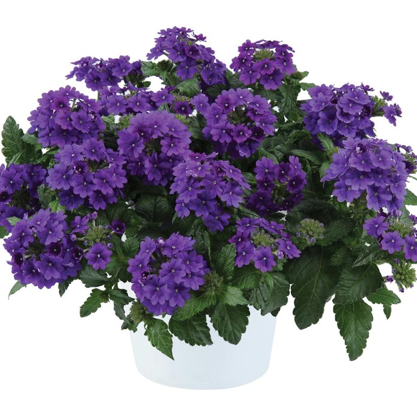 Verbena Virgo Up Purple - Hangverbena (Groeiplaats)