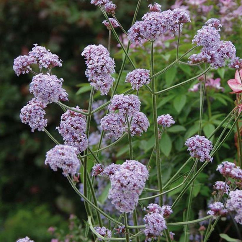 Verbena bonariensis Cloud - Reuzenverbena (Bloei)