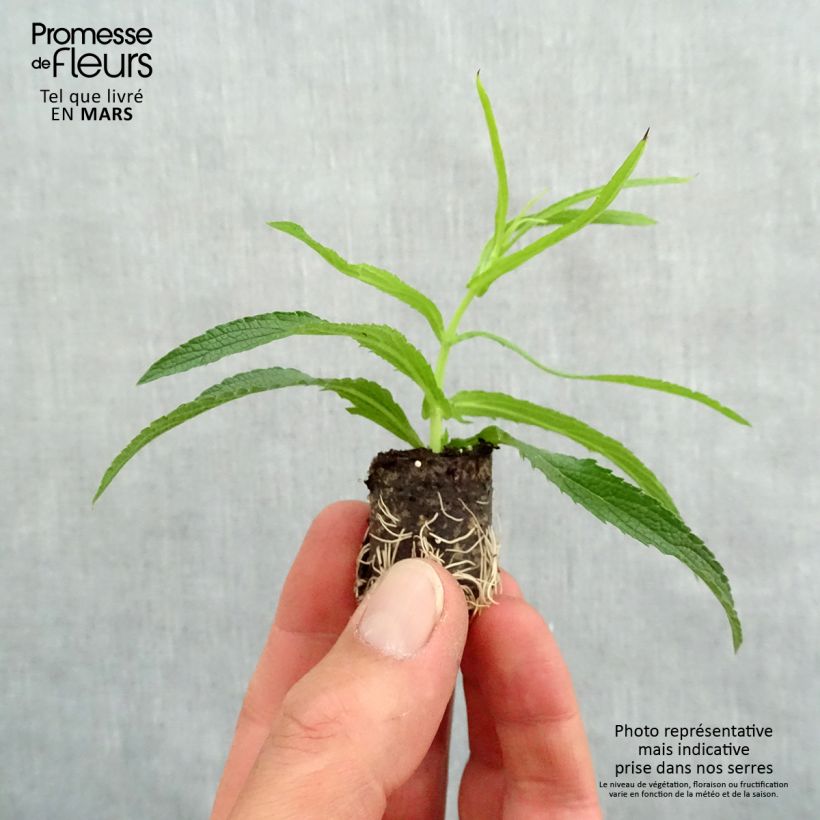 Exemplaar van Verbena bonariensis Cloud - Reuzenverbena Mini-mot Ø 1,5/2,5 cm zoals geleverd in de lente