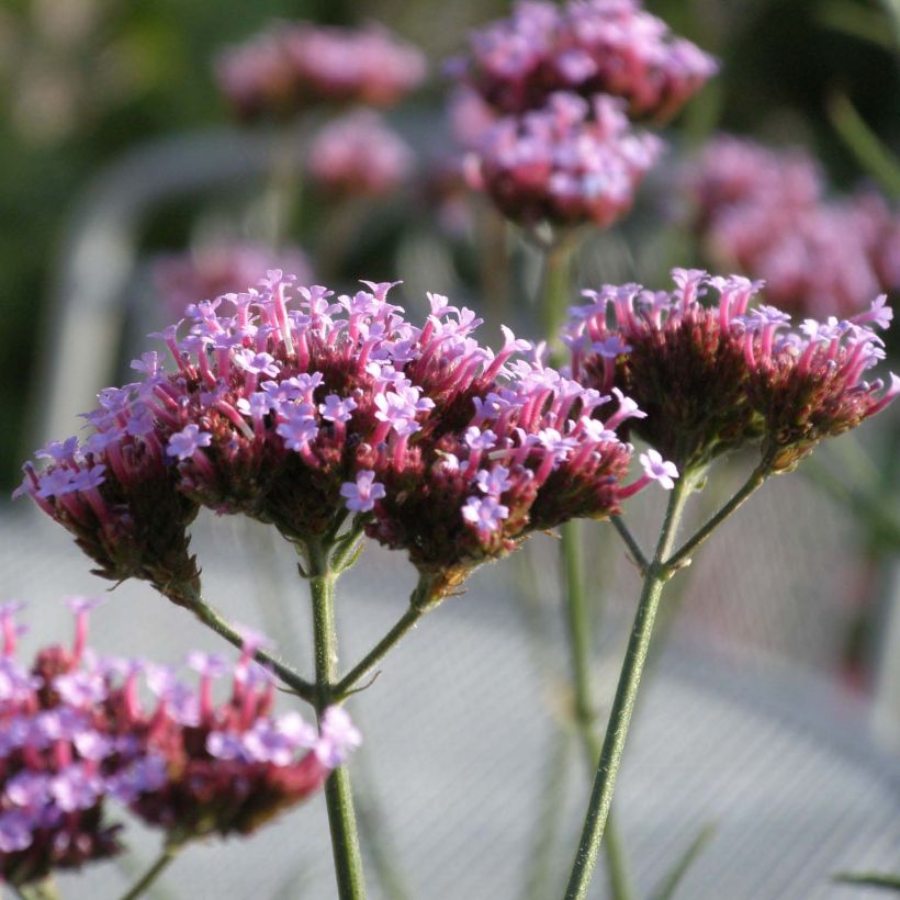 Verbena bonariensis Lollipop - Reuzenverbena (Bloei)
