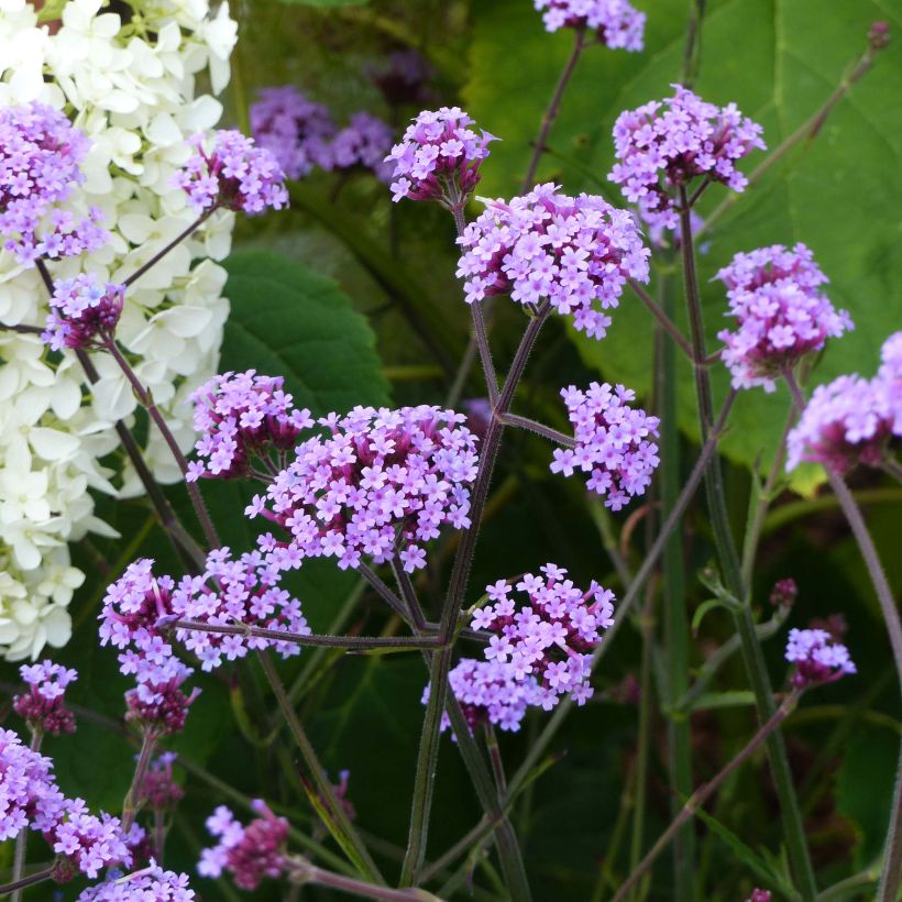 Verbena bonariensis Lollipop - Reuzenverbena (Groeiplaats)