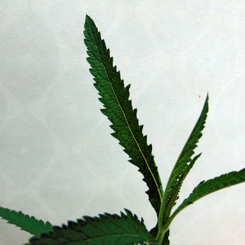 Verbena bonariensis Lollipop - Reuzenverbena (Blad)