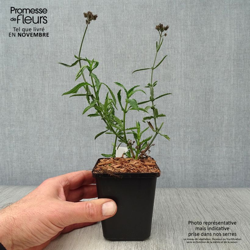 Exemplaar van Verbena bonariensis Lollipop - Reuzenverbena Kweekpotje van 8/9 cm zoals geleverd in de herfst