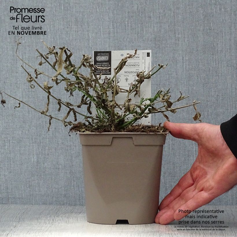 Exemplaar van Verbena bonariensis Lollipop - Reuzenverbena Pot van 2 l/3 l zoals geleverd in de herfst