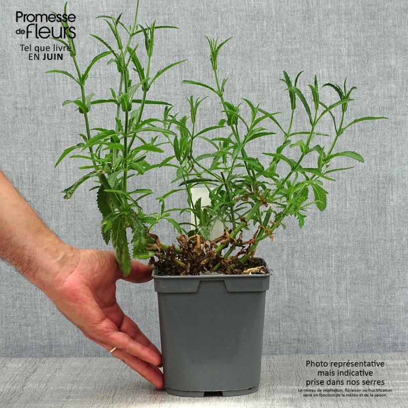 Exemplaar van Verbena bonariensis Lollipop - Reuzenverbena Pot van 2 l/3 l zoals geleverd in de zomer