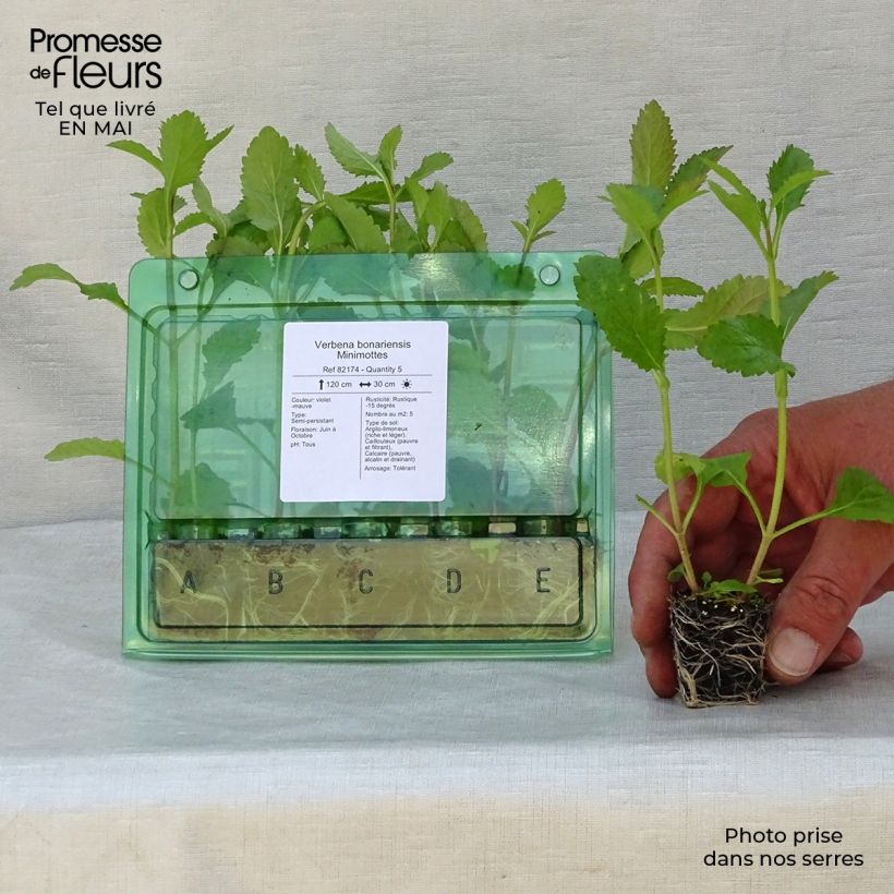 Exemplaar van Verbena bonariensis - Reuzenverbena Mini-mot Ø 3/4 cm zoals geleverd in de lente